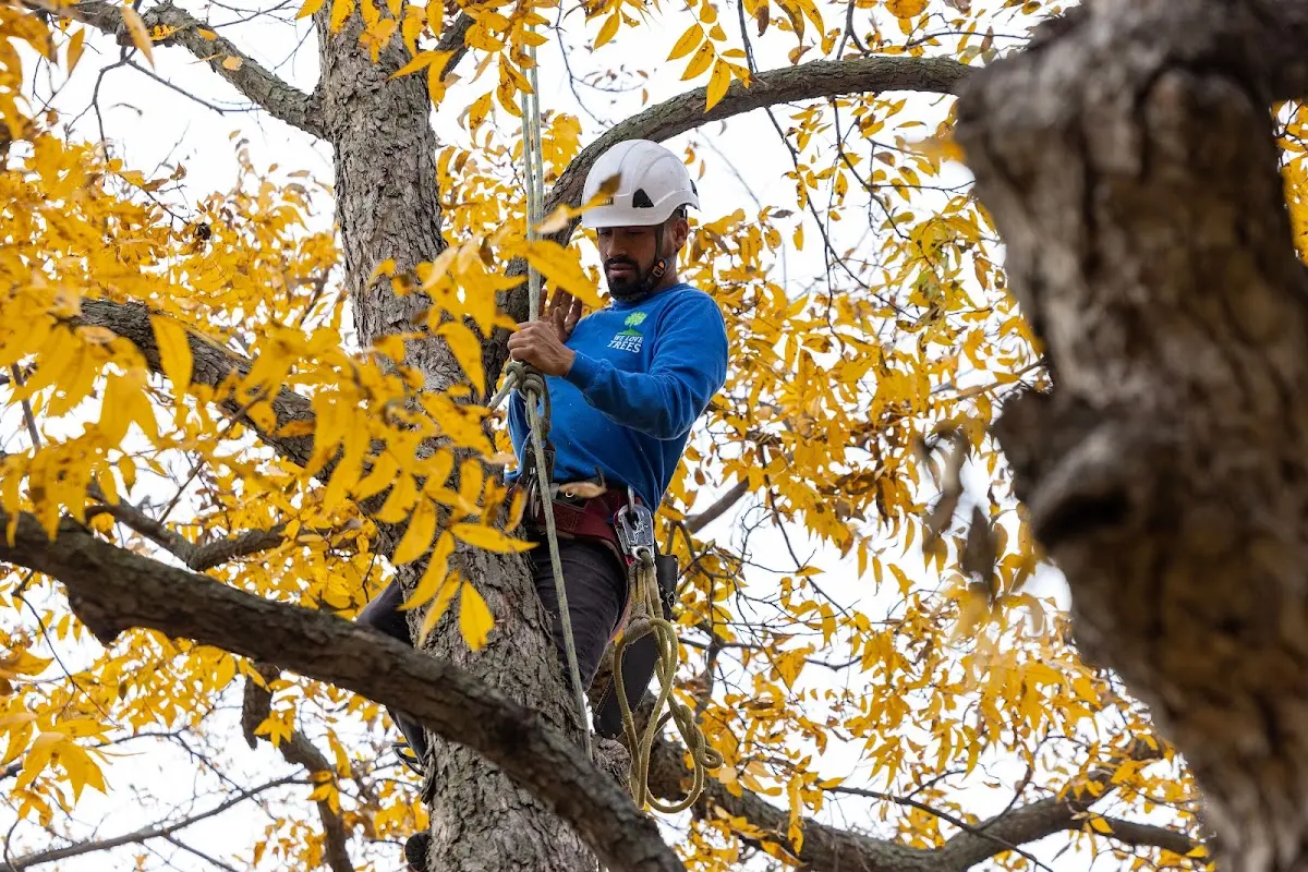 Skilled Tree Transplanting crew working in Viola