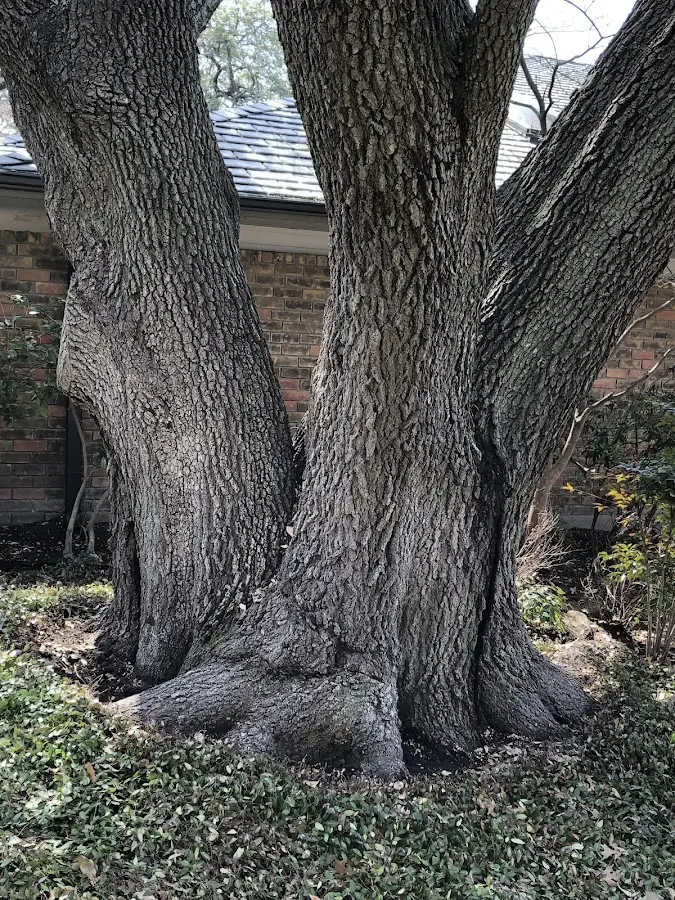 Mature heritage tree close to a Viola property cared for by certified arborists